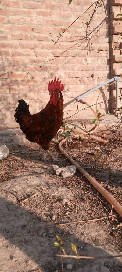 for sale healthy birds