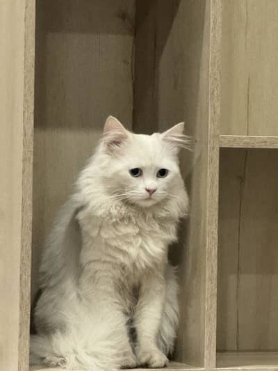 Persian male cat blue eyes