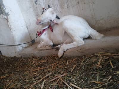 kodu breeder available for sell