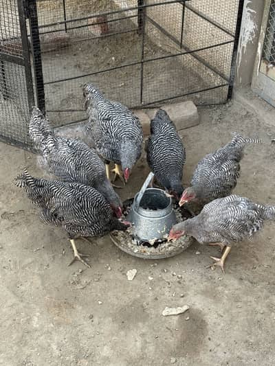 Ply mouth / playmouth / chicks / murgi / pathy / young pathy