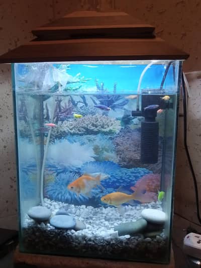 Beautiful Fish Tank with Fish