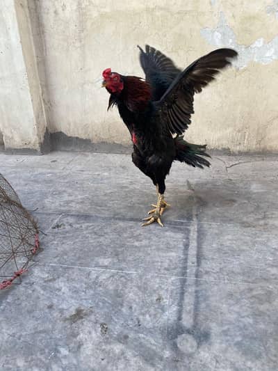 thai trat cross pahta for sale