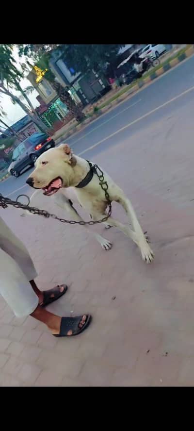 bull dog healthy and active