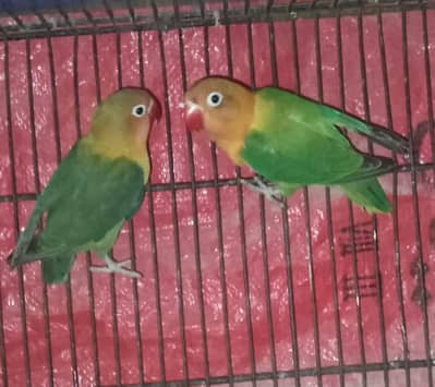 Green Fisher Love Bird Parrots Single Piece Pathay