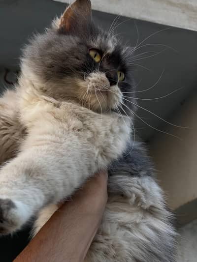 matted female available