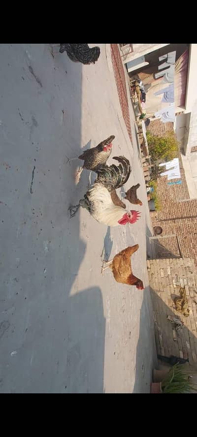 Golden misri hens for sell