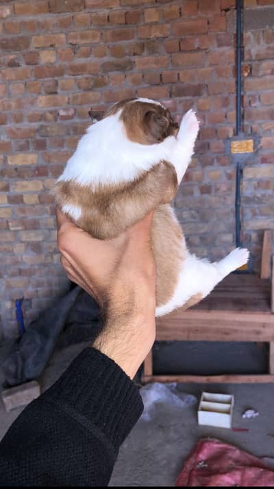 Russian. dog  female