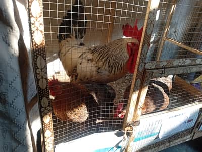 Ak Murga 2 murgiya hn Andy deti hn