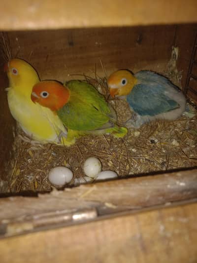 love bird setup for sale  No 0344_4341776