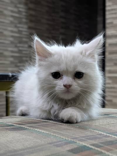 Ash eyes Trpple Coat Persian Kittens