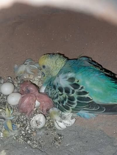 buggies breeder pair or hogoromo,for sale urgent