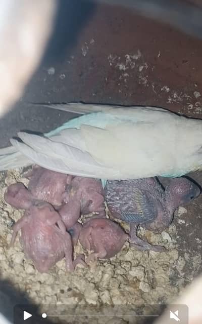 buggies breeder pair or hogoromo,for sale urgent