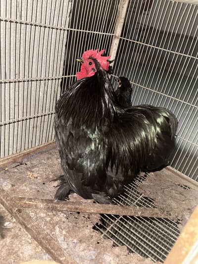 Fancy black buff bantam perfect pair