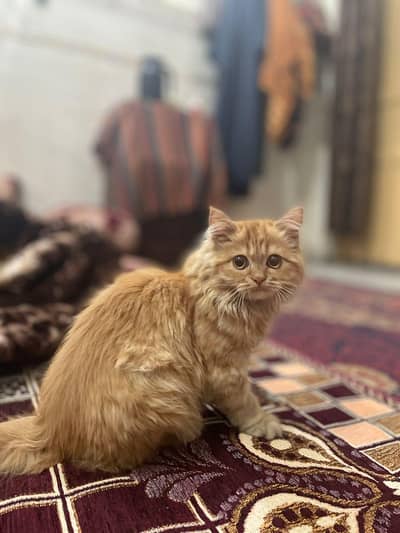 female brown pet tripple coat fully vaccinated and age 3 months