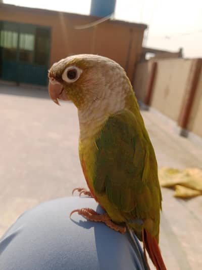 pineapple conure handtaim