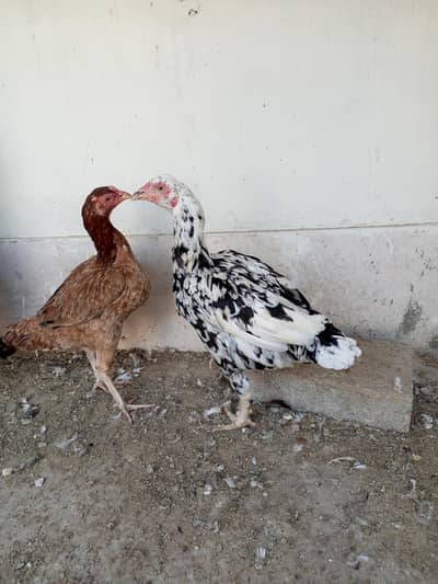 Aseel hens for sale