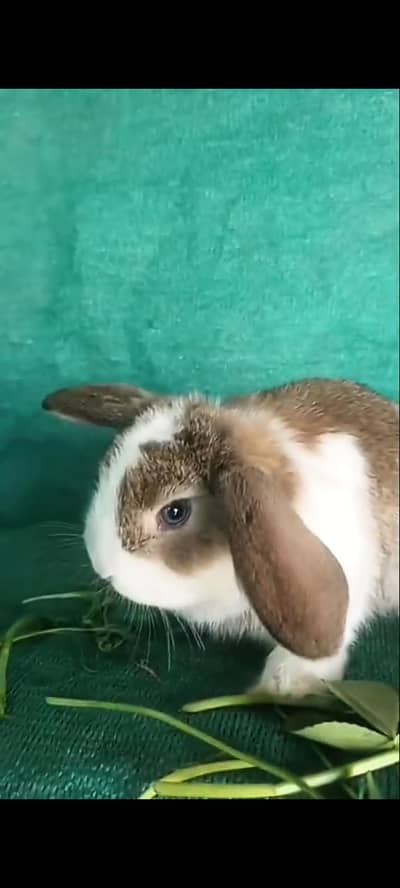 ہالینڈ لوپ بنی اویلیبل