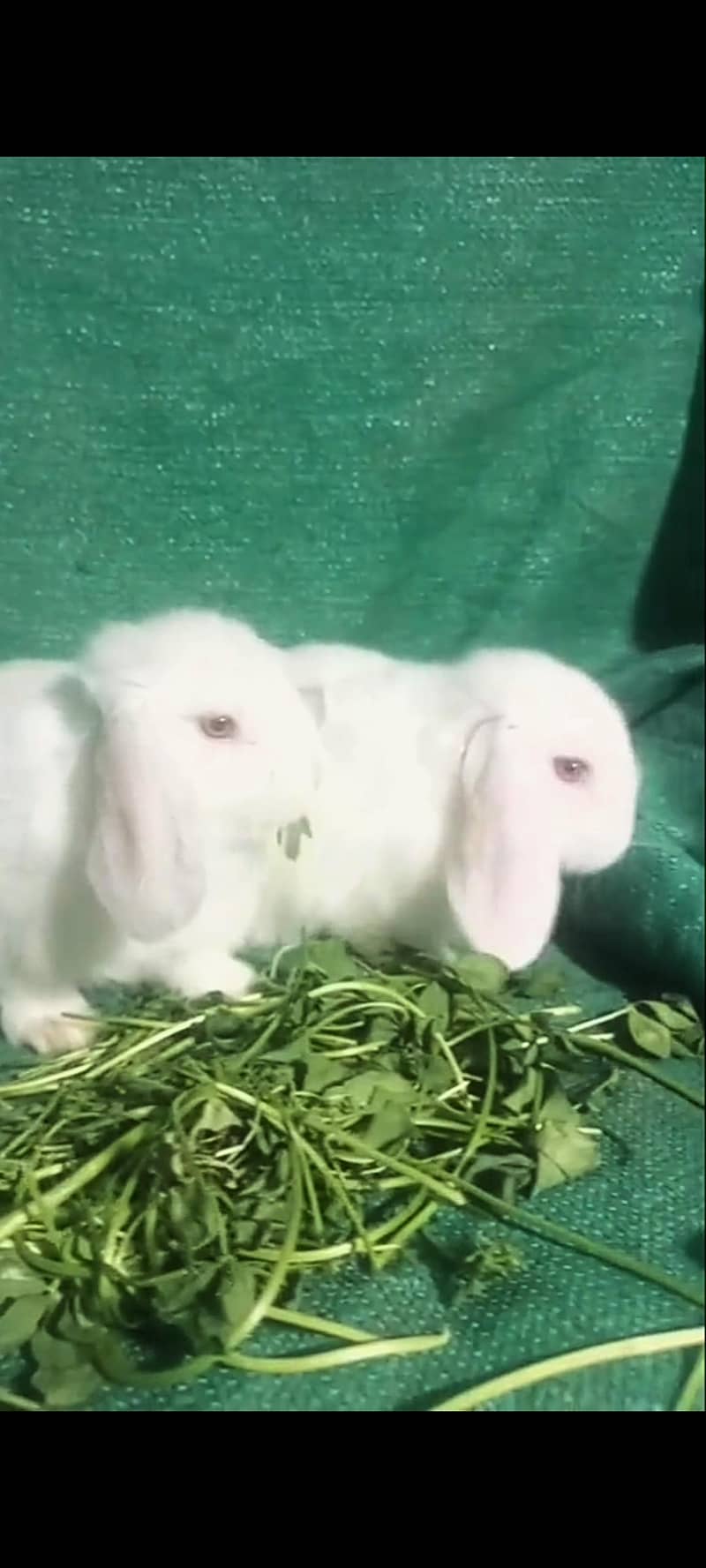 ہالینڈ لوپ بنی اویلیبل 1