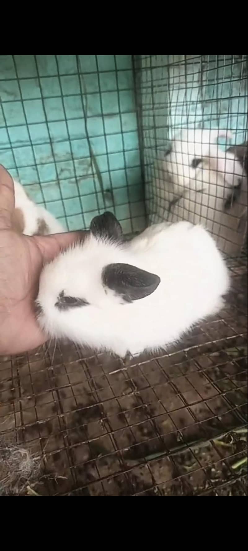 ہالینڈ لوپ بنی اویلیبل 2