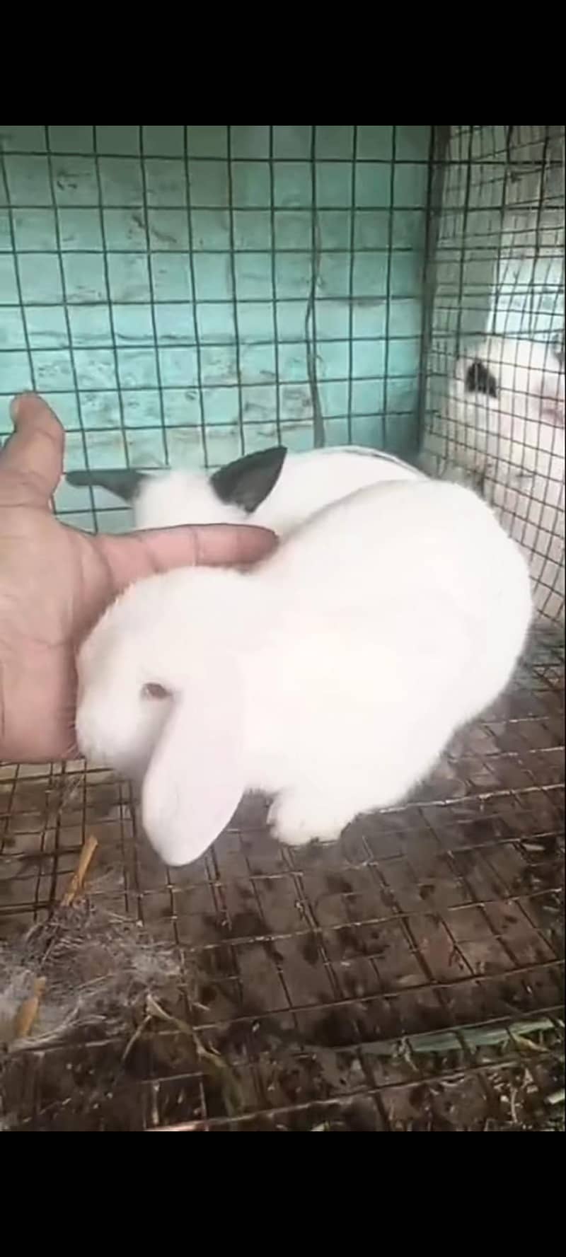 ہالینڈ لوپ بنی اویلیبل 3