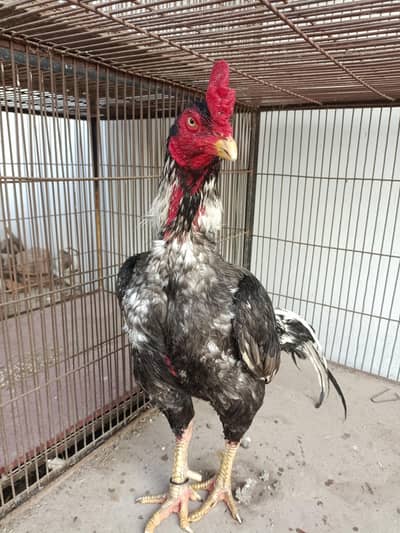 lasani breeder bird's