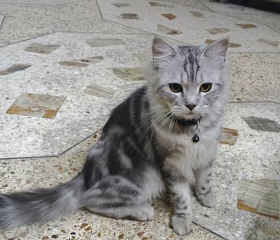 Siberian Neutral cat for sale