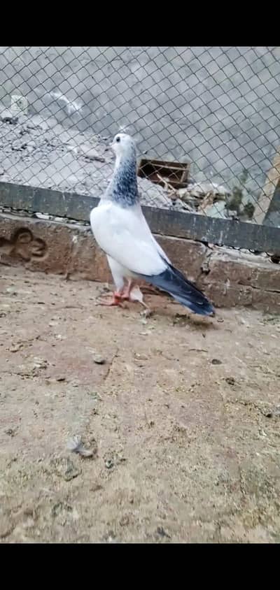 NELDUMA BCHY FOR SALE