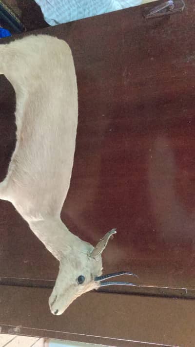 Vintage Taxidermy Blackbuck (Kala Hiran) Full Body Mount – Rare!