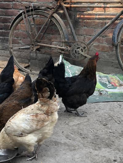 egg laying hens 7 male 1