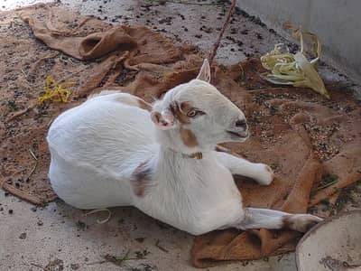 tiddibakra Kafi healthy and Active h