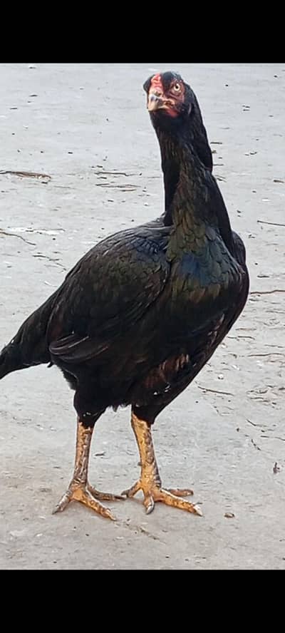 Aseel Thai or Mushki Madi