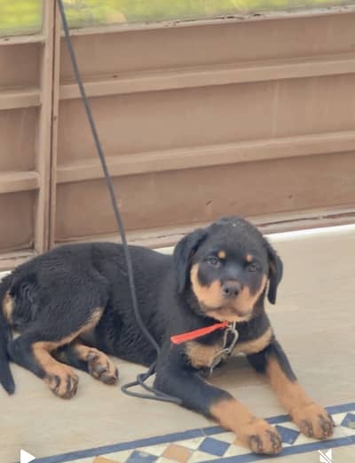 Rottweiler Puppies