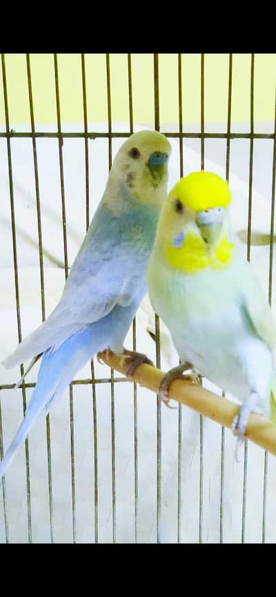Rainbow Budgie Breeder Pair with Chicks