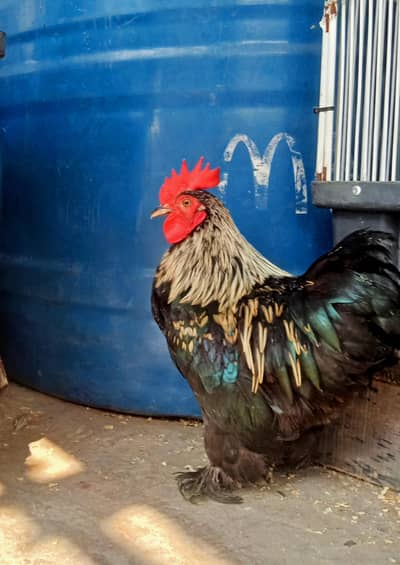 Bantam Healthy active Pair.