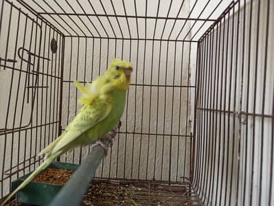 Hogoromo/Rainbow/palefellows