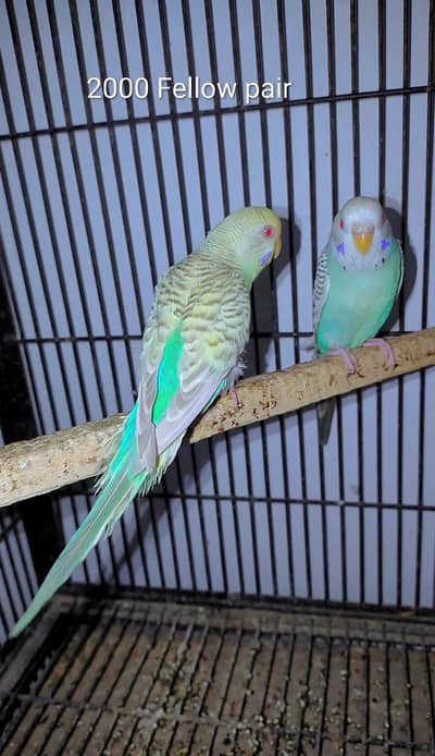 Breeder Pair 100000000%