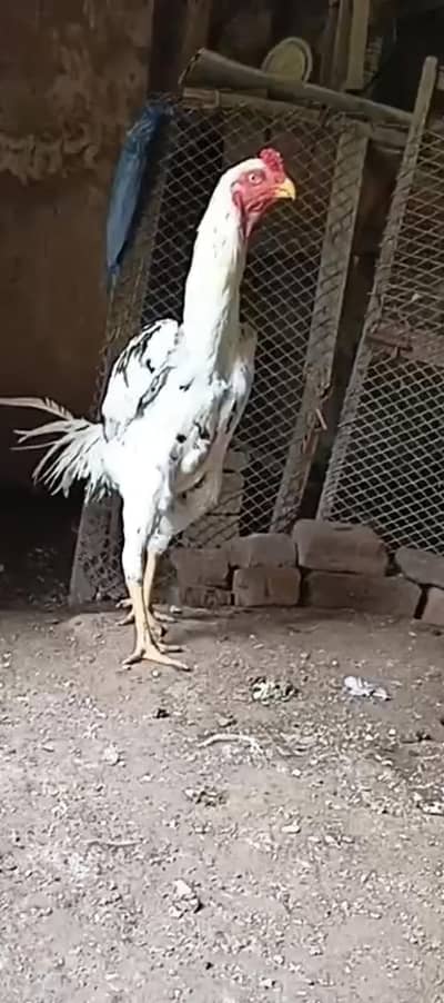 King O Shamo German/Japanese/American/Belgium