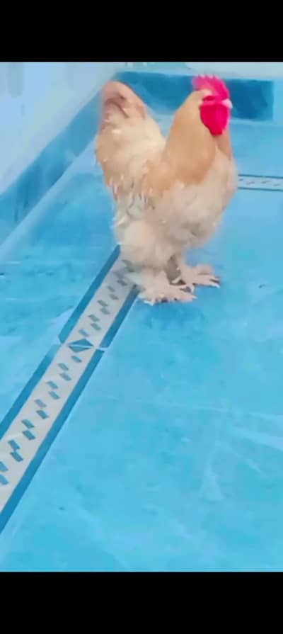 beautiful  golden buff male