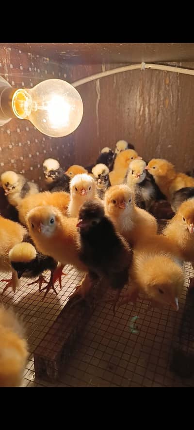 polish | golden buff | bantam | Milli flower | Japanese 03096360200