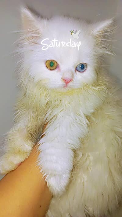 Persian odd eyes male kitten