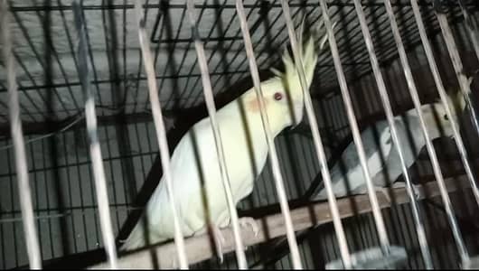 I want to sale breeder pair with egg