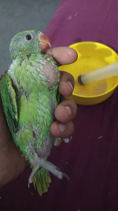 Green parrot chick for sale  age 30