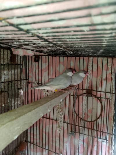 gray java finch breeder pair + 3 baby
