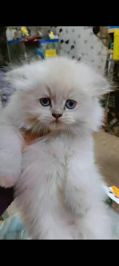 Gray . White.  himalina