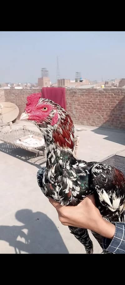 long hight chena glwa breed ka murga wazan 3kG galwa patha 7500 final