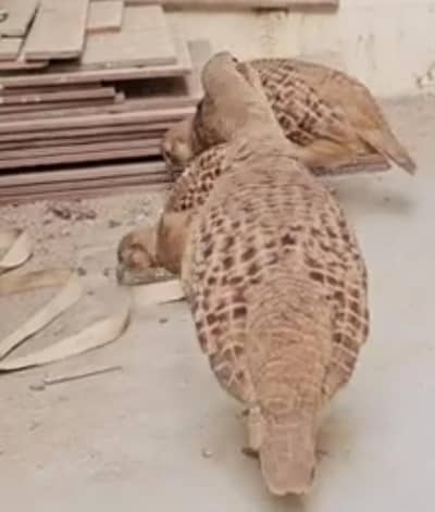 2 irani females first bread ready