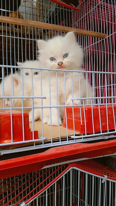 triple coated white pair age 4 month