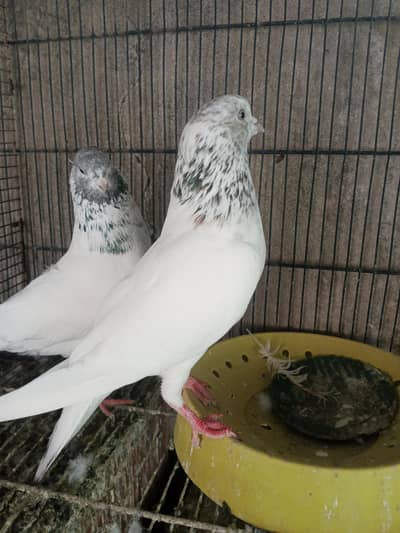 pigeon pair