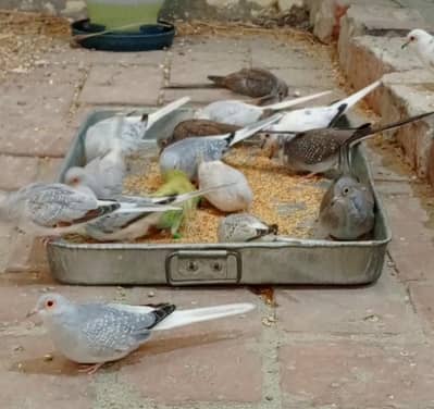 Premium Adult & Breeder Pieces of Diamond Dove for Sale -- 08+ Months