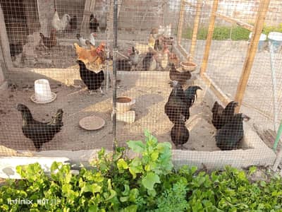 ayam  cymani set   for sale